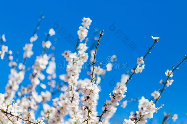 春季樱桃<strong>白色的花</strong>.<strong>白色的花</strong>背景