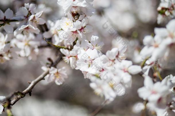 春季樱桃白色的花.白色的花背景