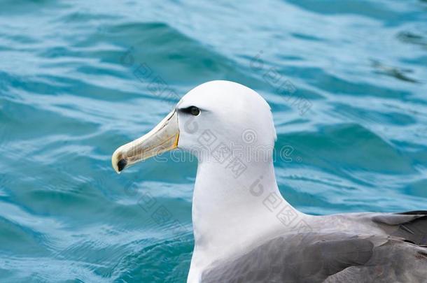 新的西兰岛临海的海鸟