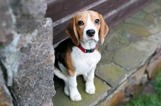 美丽的猎兔犬公狗