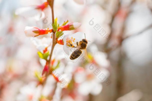 蜜蜂向花关于南京樱桃蔷薇科树托门托萨