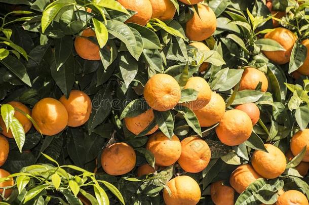 普通话树和成熟的成果.普通话桔子树.橘子