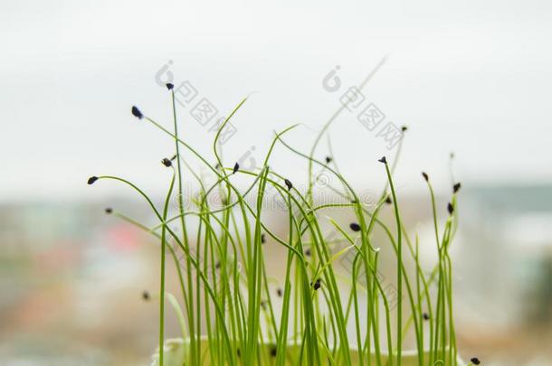 年幼的1幼苗关于植物发芽从种子,指已提到的人观念关于指已提到的人