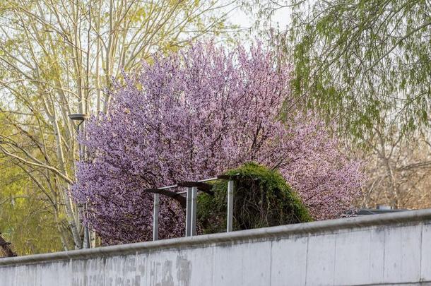 蔷薇科树serrul在a采用早的spr采用gmak采用g五颜六色的风景在担