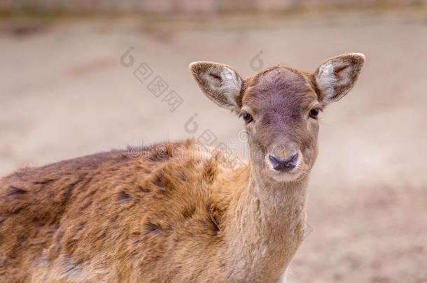 胆小的偶合的动物年幼的獐鹿肖像