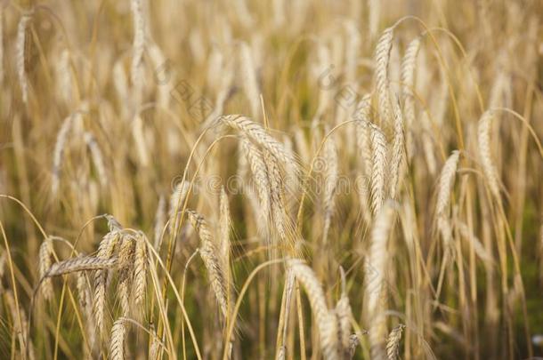 小麦小穗,谷类植物谷物,种子,农业