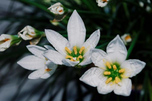 装饰的白色的花雨百合花葱莲属大花蔷薇