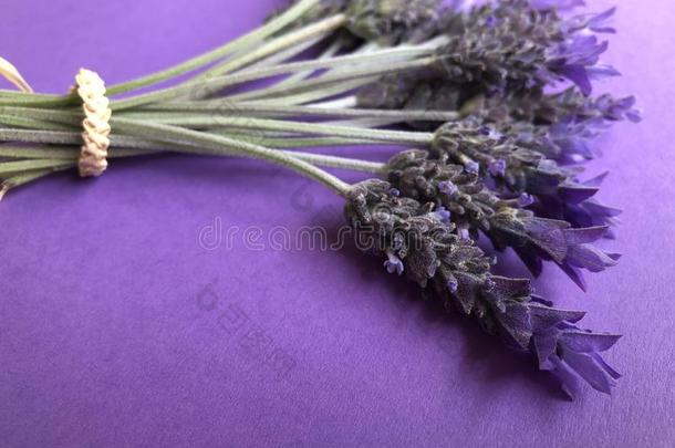 束关于新近精选的紫色的花向紫色的背景