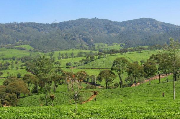 美丽的风景关于太棒了茶水种植园