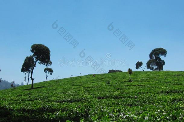 蓝色天和美丽的小山在太棒了茶水Plant在ion