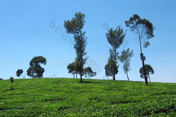 蓝色天,金鸡纳树和美丽的小山在太棒了茶水跗基节