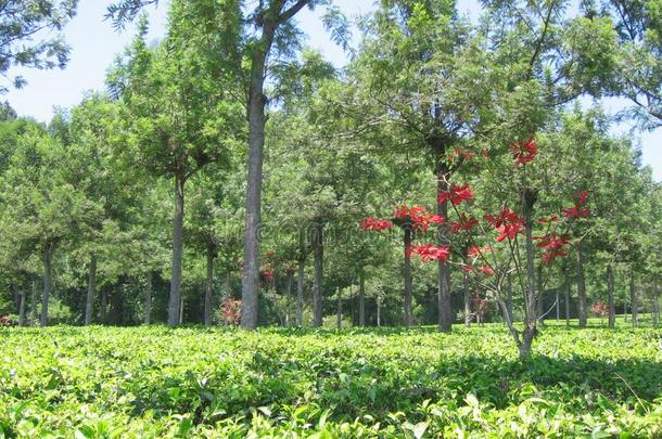 美丽的红色的花在膨胀茶水Plant在ion小山