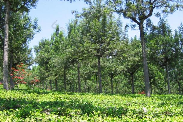 指已提到的人行关于金鸡纳树在甘邦茶水Plant在ion