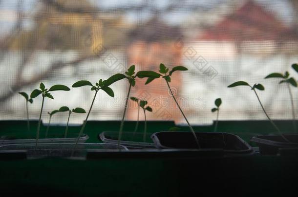 番茄刚出芽的幼苗向指已提到的人窗沿.轮廓关于小的新芽