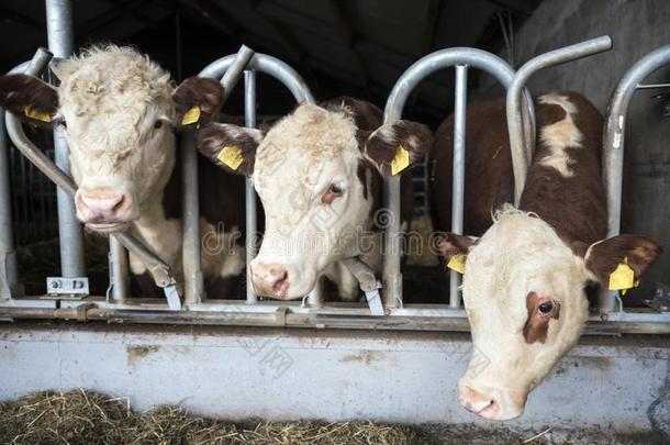白色的有头的赫里福种的食用牛公牛采用敞开的稳定的采用荷兰