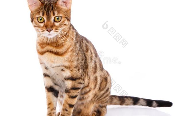 孟加拉生丝纯种的动物猫向一白色的b一ckground.纯血统的猫