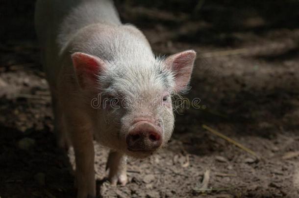 农场动物小猪年幼的家庭的,农业