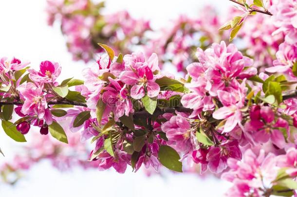 盛开的粉红色的日本人樱桃或樱花花采用欧洲
