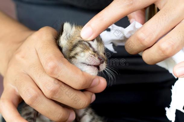 漂亮的家庭的新生的小猫