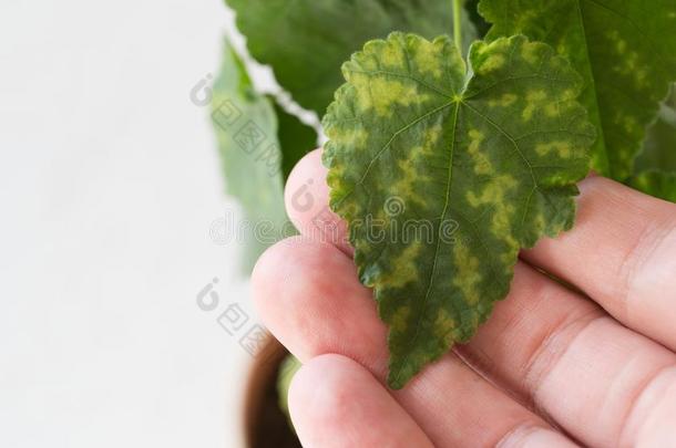 萎黄病关于树叶关于室内植物.植物疾病.