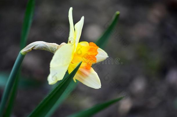 美丽的春季花水仙乔基拉,长寿花,急速行进DAFF