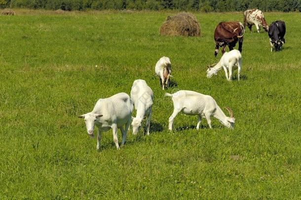 夏乡村和放牧动物,母牛和山羊