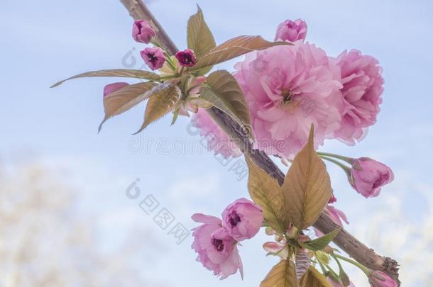 关在上面盛开的粉红色的樱花樱桃花或日本人樱桃