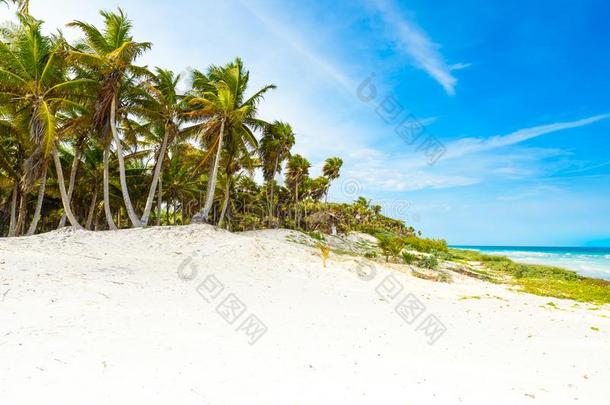 天堂海滩和美丽的手掌树-加勒比海海采用Mexicali墨西卡利