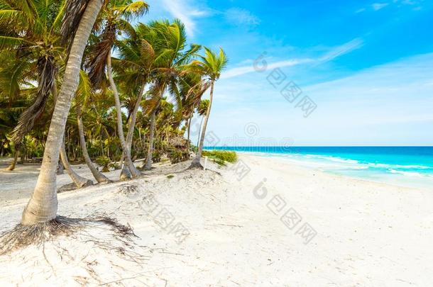 海滨度假胜地幻境-天堂海滩采用Qu采用tana袋鼠,<strong>墨西哥</strong>-加勒比加勒比人