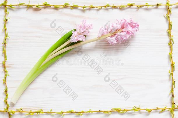 春季花的模式和新鲜的粉红色的风信子花向白色的wickets三柱门