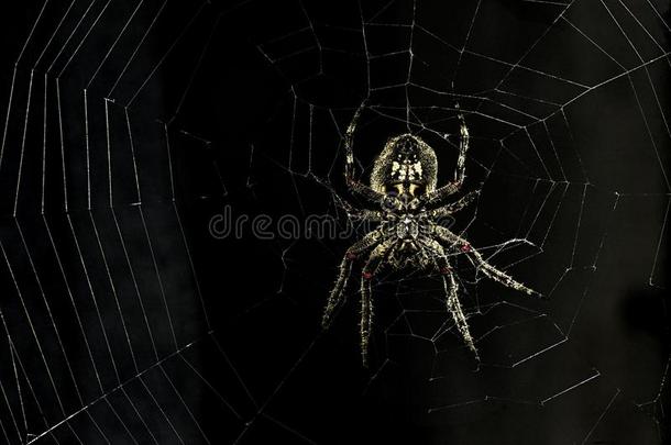 蜘蛛围捕为一被捕食的动物