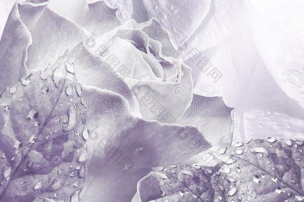 花的水彩光紫色的背景.玫瑰花关-英语字母表的第21个字母