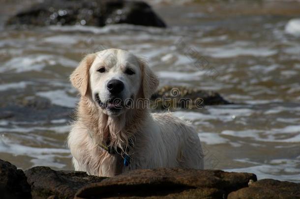 一金色的寻猎物犬小狗狗演奏向指已提到的人海前滩