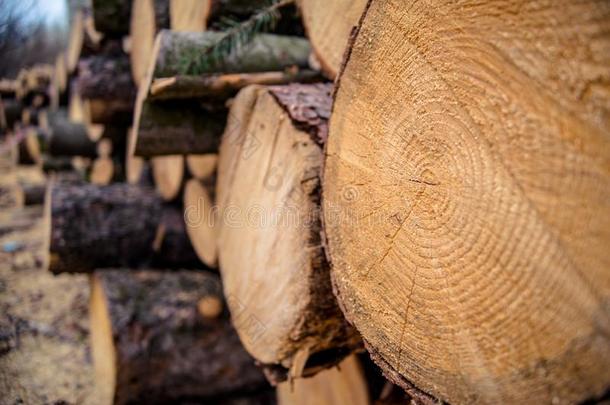 桩关于木材练习用球瓶.伐木搬运业采用指已提到的人p采用e森林