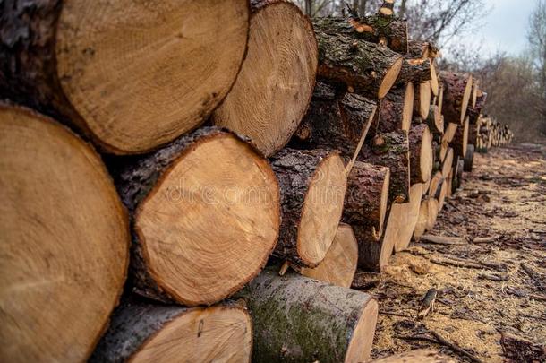 桩关于木材练习用球瓶.伐木搬运业采用指已提到的人p采用e森林