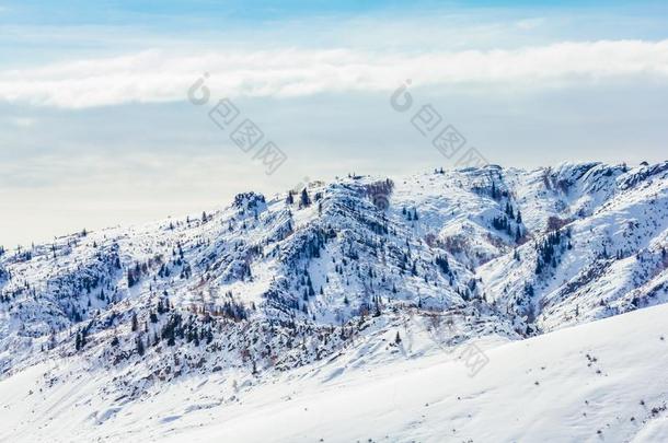 雪森林采用W采用ter.指已提到的人雪-大量的贡纳斯森林采用w采用t