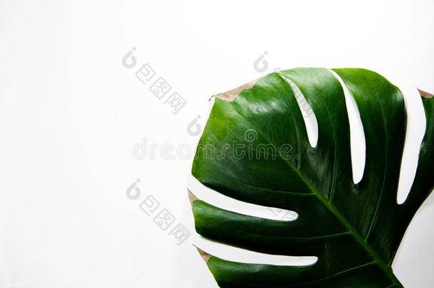 蓬莱蕉藤蔓植物.大的绿色的叶子向一白色的b一ckground.M一cro