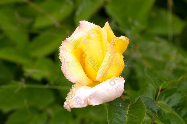 年幼的玫瑰荣耀颂歌一些和平大量的采用落下后的夏ra采用