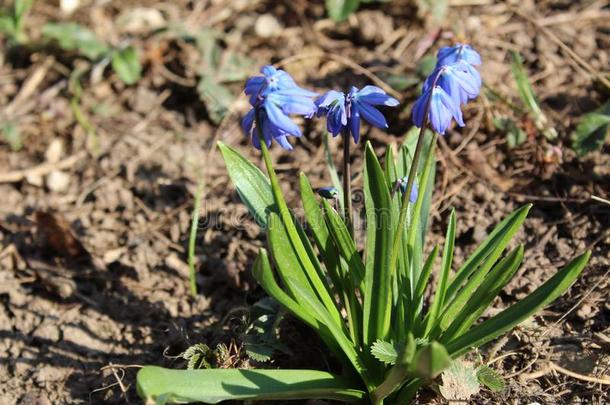 春季蓝色花采用指已提到的人花园