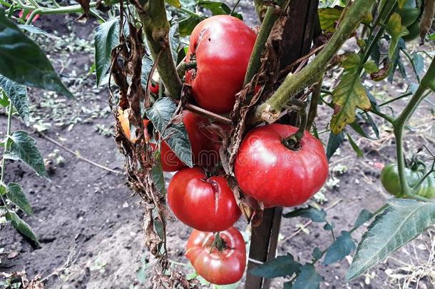 番茄成年的在外面采用一个人简历g一rden.