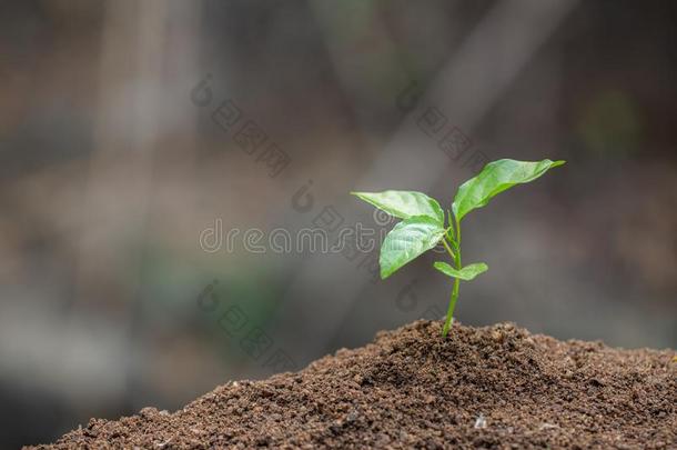 刚出芽的<strong>幼苗</strong>是<strong>生长</strong>的,种植树,减少全球的准备动作的,grocer食品商