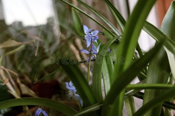 家蓝色花植物