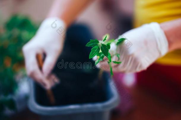 番茄刚出芽的幼苗在手采用拳击手套保持发芽是（be的三单形式g英语字母表的第15个字母采用g英语字母表的第15个字母plasmar