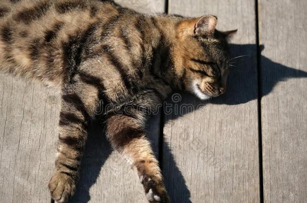 懒惰的猫睡眠向一le一ther长沙发椅.特写镜头