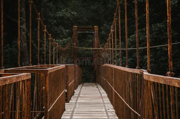 一长的天篷走道桥采用一森林