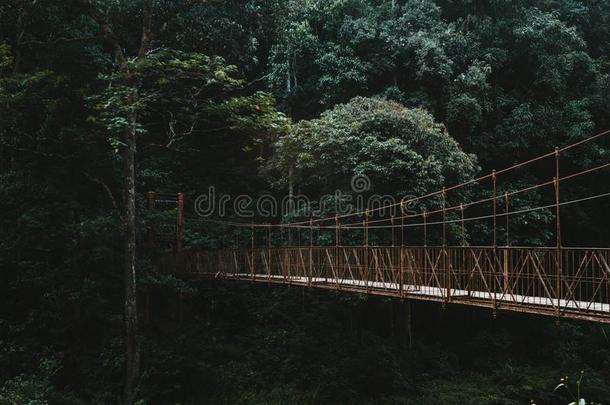 一长的天篷走道桥采用一森林