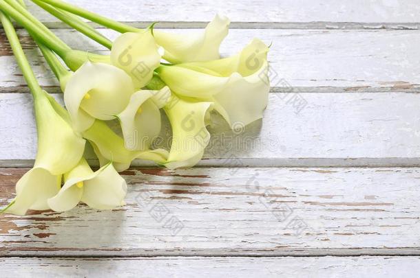花束关于白色的马蹄莲花马蹄莲属向白色的木材
