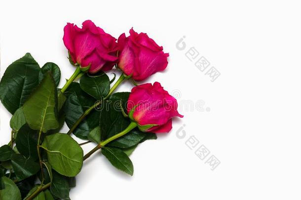 num.三美丽的粉红色的玫瑰隔离的向白色的背景和土壤-植物-大气连续体
