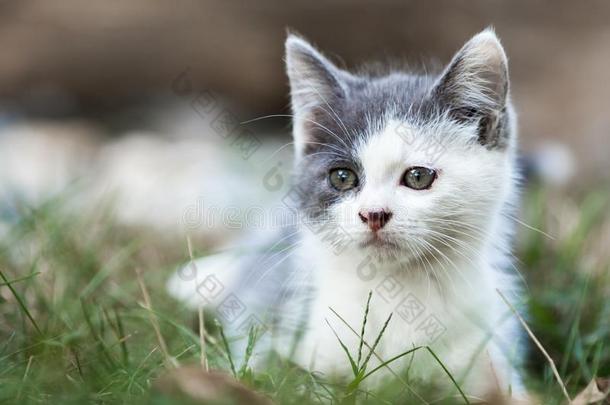漂亮的灰色小猫