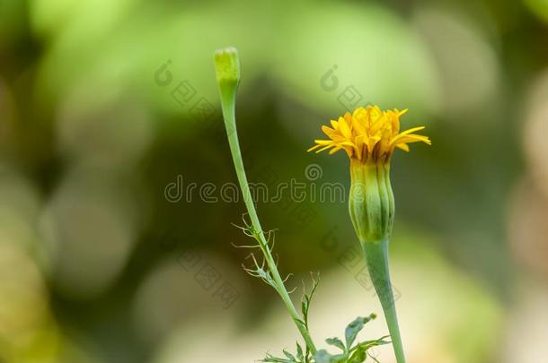 有机的黄色的万寿菊花和芽